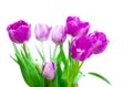 Tulips violet flowers