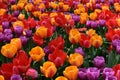 Tulips with vivid colors