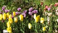 Tulips in Walled Gardens called Frendship