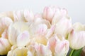 Tulips with water drops