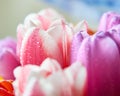 tulips with water drops are a close bouquet for the holiday on March 8