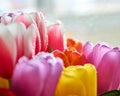 tulips with water drops are a close bouquet for the holiday on March 8