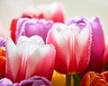 tulips with water drops are a close bouquet for the holiday on March 8