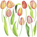 2608 tulips, watercolor illustration, set of drawings of flowers and leaves of tulips, isolate on a white background