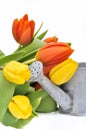 Tulips and watering can Royalty Free Stock Photo