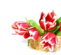 Tulips in a wattled basket isolated on white Royalty Free Stock Photo