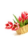 Tulips in a wattled basket isolated on white Royalty Free Stock Photo