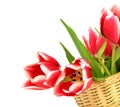 Tulips in a wattled basket isolated on white Royalty Free Stock Photo