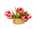 Tulips in a wattled basket isolated on white Royalty Free Stock Photo