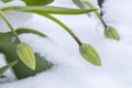 Tulips Weighed Down by Snow Royalty Free Stock Photo