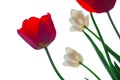 Tulips on a white