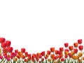 Tulips on a white background. Clipping path Royalty Free Stock Photo