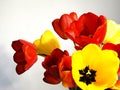 Tulips on white background