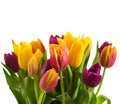 Tulips on a white background, Spring Flowers