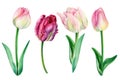 Tulips on white background, spring watercolor flowers, floral clipart Royalty Free Stock Photo