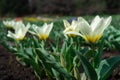 Tulips of white color with a yellow base grows in the garden. Royalty Free Stock Photo