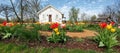 Tulips, White House, Beckman Mill, Beloit, WI Royalty Free Stock Photo