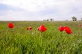 Tulips in a wild field. Red flowers among the green grass Royalty Free Stock Photo