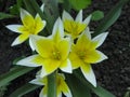 Tulips wild or forest. Miniature white tulips with yellow center close-up. Royalty Free Stock Photo