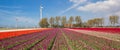 Tulips, wind turbines and a farm Royalty Free Stock Photo