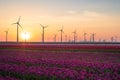 Tulips, wind turbines and sunrise Royalty Free Stock Photo