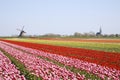 Tulips and windmill 4