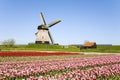 Tulips and windmill 5