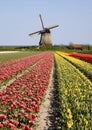 Tulips and windmill 6