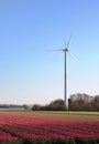 Tulips and windmill in Holland Royalty Free Stock Photo