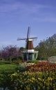 Tulips and windmill Royalty Free Stock Photo