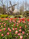 Tulips and windmill