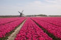 Tulips and an windmill on the sky Royalty Free Stock Photo