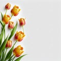 Tulips woman's day eighth march isolated on white background Royalty Free Stock Photo