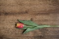 Tulips on a wooden background with space for text.