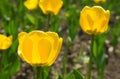 Tulipanes 