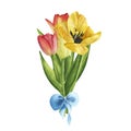 Tulips yellow with blue bow on white background. Watercolor hand drawing illustration. Art for womens day march