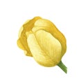 Tulips yellow bud isolated on white background. Watercolor hand drawing illustration. Art for decoration and design