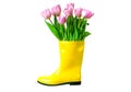 Tulips in the yellow rainboot isolated on white.