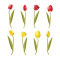 Tulips