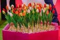 Tulips of yellow, red and white in a red flower bed Royalty Free Stock Photo