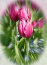 Tulips With A Zoom Burst Effect