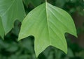 American tulip tree, Liriodendron tulipifera, four lobed leaf