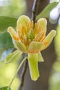 American tulip tree Liriodendron tulipifera, open flower in close-up