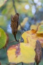 American tulip tree Liriodendron tulipifera, autumn foliage and seed head