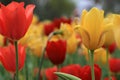 Tullips in the garden