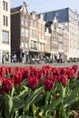 Tulpen in Amsterdam met grachtenpanden Royalty Free Stock Photo