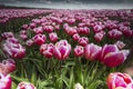 Tulpen, Tulips