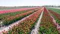 Tulpen velden in west-friesland