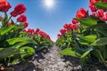 Dutch tulips - Tulpen velden in west-friesland Royalty Free Stock Photo