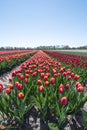 Tulpen velden in west-friesland